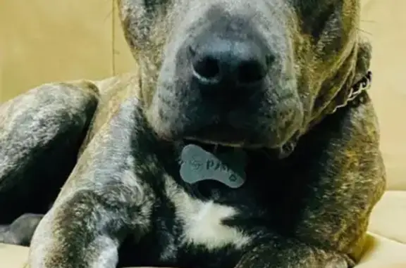 Собаки потеряшки, Горячеводский, фото: Потеряшка собака, Тамбуканская 71, Горячеводский