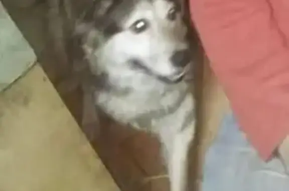 Пропала собака у метро ВДНХ, проспект Мира