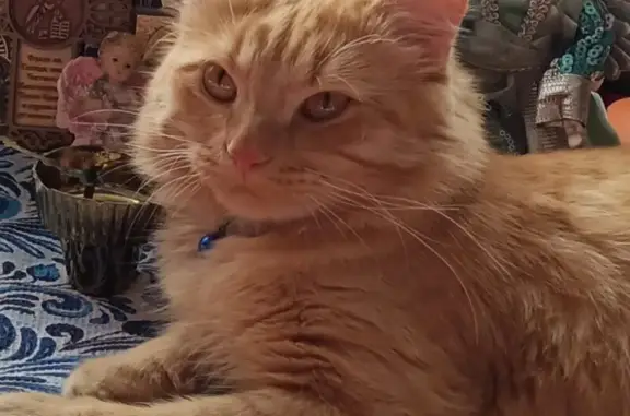 Кошки потеряшки, Казань, фото: Потеряшка рыжий котик, ул. Восстания, 123