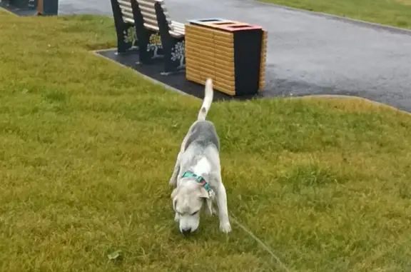 Собаки потеряшки, Кондраково, фото: Потеряшка собака в лесу у Кондраково