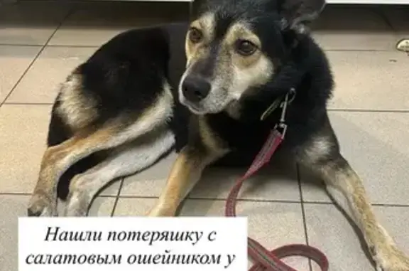 Собака найдена: Карбышева, Победы 139А к1