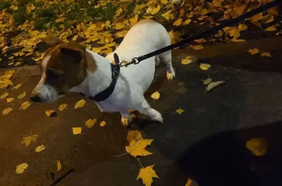 Собака найдена на Кастанаевской улице