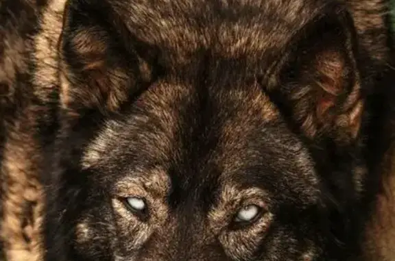 Пропала хаски, 1-й пер. Ватутина, 10