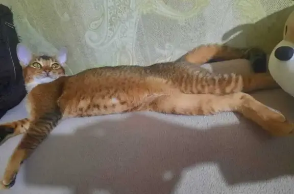 Кошки потеряшки, Пятигорск, фото: Потеряшка кошка Мила, ул. Ермолова, Пятигорск