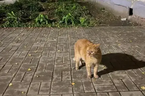 Кошка найдена: Керамическая, 5, Ярославль