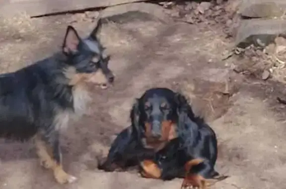 Пропала собака на Советской, 34, Тверь