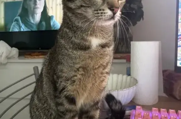 Кошки потеряшки, Воронеж, фото: Потеряшка кошка на ул. Хользунова, 96