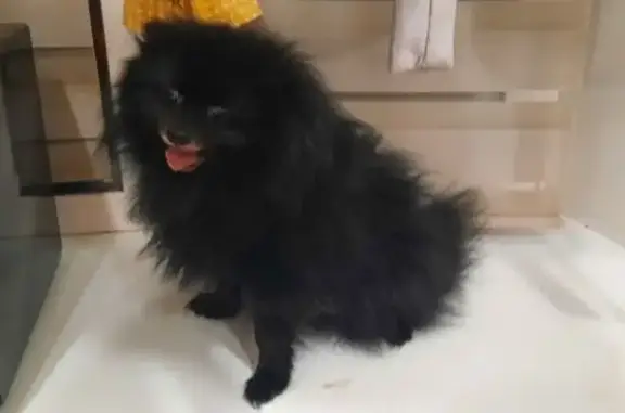 Найдена собака, Челябинск, Горького 14