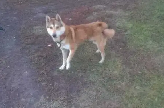 Найдена собака, Тамбовская область, фото: Собака найдена: Новая Слобода, Тамбов