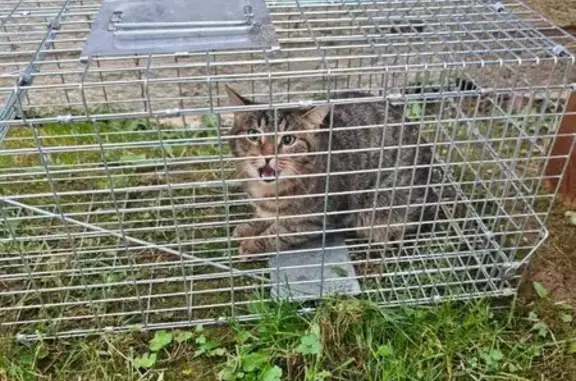 Пропала кошка, Славянская пл., 2/5/4