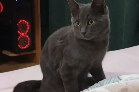 Пропала кошка, ул. Баумана, 19, Липецк