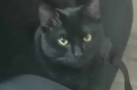 Кошки потеряшки, Петрозаводск, фото: Потеряшка кошка, ул. Грибоедова, 7, Птз