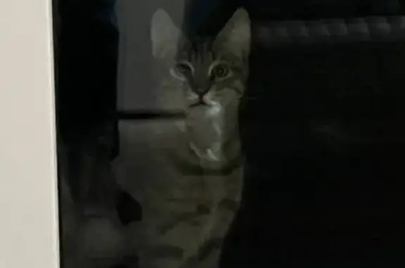 Кошка найдена: Мясницкая ул., 26А с1