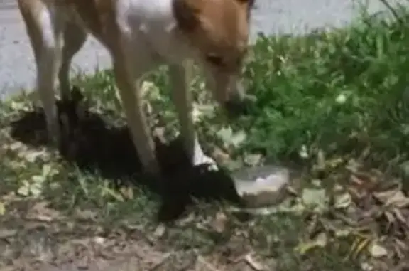 Найдена собака, Екатеринбург, фото: Потерялась собака у Лесотехнического, Екб