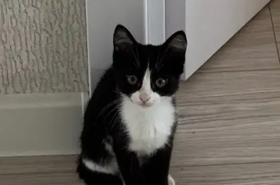 Кошки потеряшки, Усады, фото: Потеряшка кошка на Поперечной улице, Усады