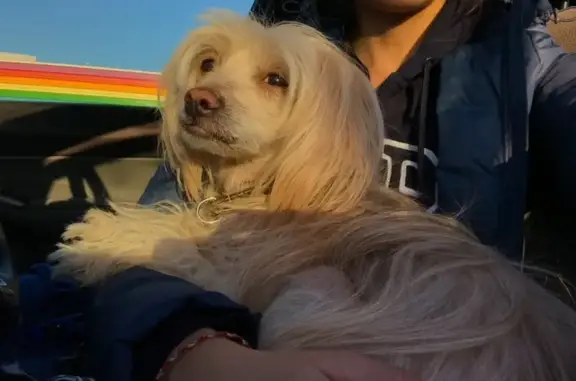 Пропала собака на ул. Кравченко, СПб