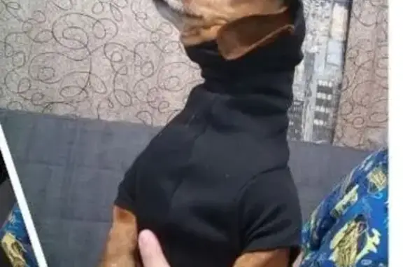 Собаки потеряшки, Ростов-на-Дону, фото: Потеряшка собака, Ростов-на-Дону, Физкультурная 24/5