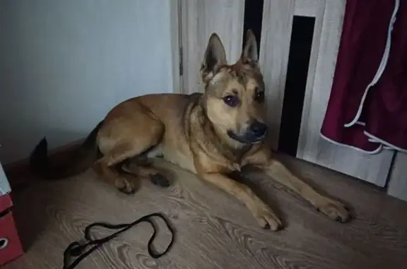 Найдена собака, Балашов, фото: Потерян пёс, ул. Энтузиастов, 1, Балашов