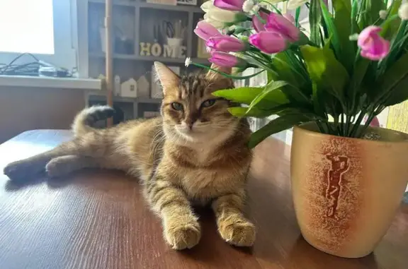 Пропала кошка Боня, Рыленкова 79 к3