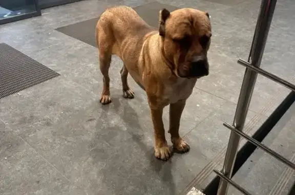 Найдена собака, Московская область, фото: Найдена собака в Горках, МО