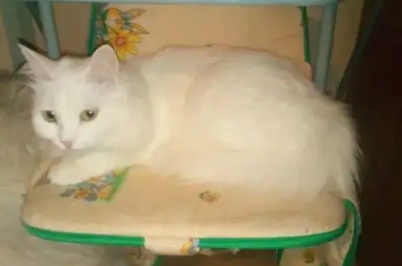 Кошки потеряшки, Оренбург, фото: Потеряшка кошка, Володарского 13, Оренбург