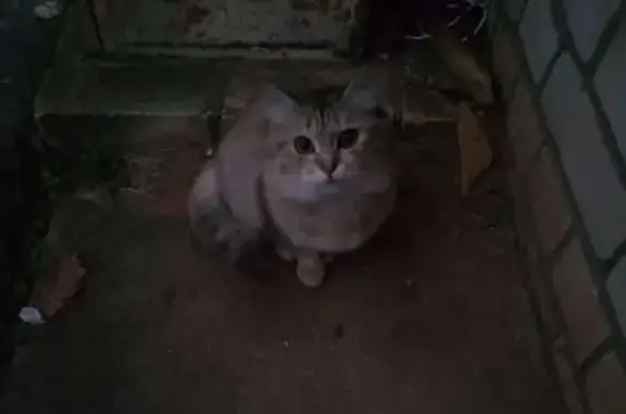 Трехцветный котенок найден в Твери, ул. Туполева