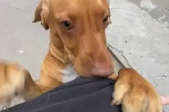 Собаки потеряшки, Ростов-на-Дону, фото: Потеряшка собака, пр. Шолохова, 29В