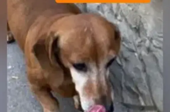 Собаки потеряшки, Ростов-на-Дону, фото: Потеряшка собака, ул. Штахановского 10 к4