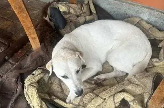 Пропала собака, ул. Мира 313, Лабинск