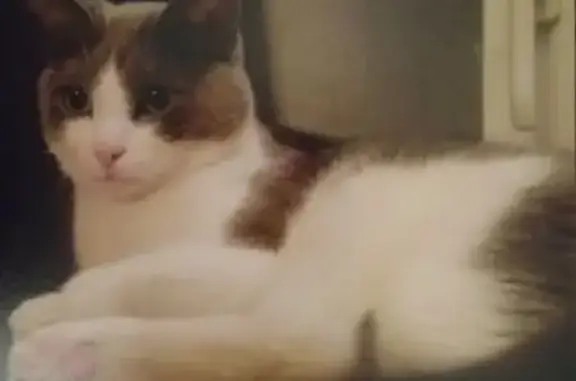 Пропала кошка, Тёплый Стан 14/2, Москва