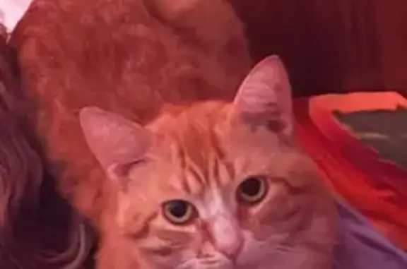 Кошки потеряшки, Кострома, фото: Потеряшка рыжий кот на ул. Боровой, 18