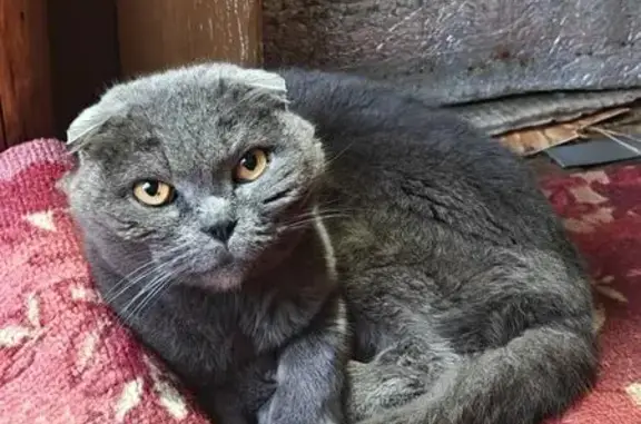 Найдена кошка, Исаевская, фото: Кошка найдена, Исаевская, МО