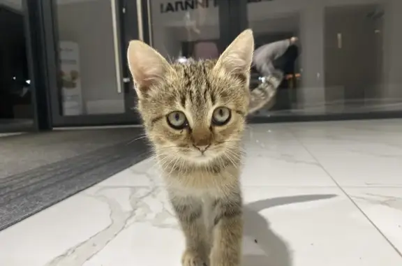 Найденные животные Грозный, фото: Кошка найдена: Малгобекская ул., Грозный