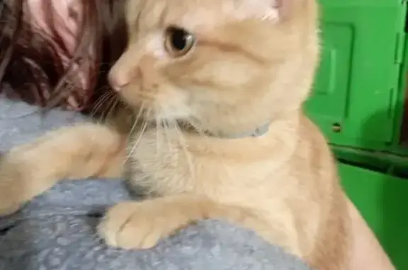 Кошка найдена: б-р Л. Шевцовой, 11, Калининград