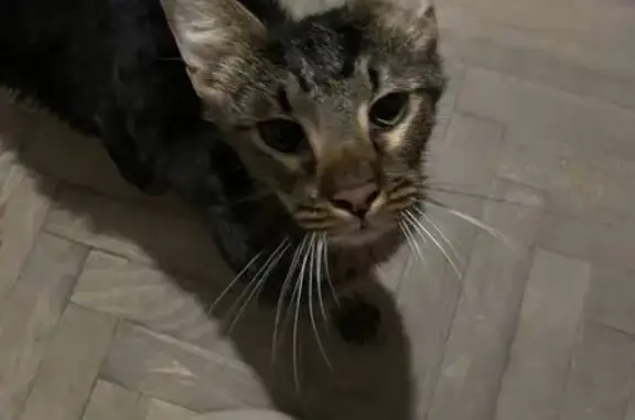 Найдена кошка, Санкт-Петербург, фото: Кошка найдена: пр. Энергетиков, 28 к2