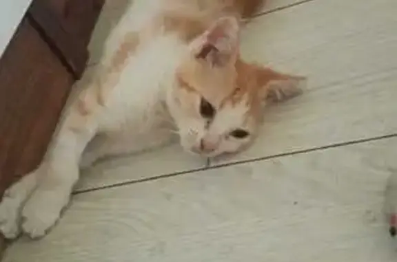 Кошки потеряшки, Краснодарский край, фото: Потеряшка кошка, хутор Октябрьский, Краснодарский край