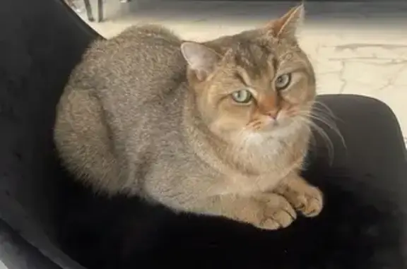 Пропала кошка, ул. Беринга, 20, Агалатово