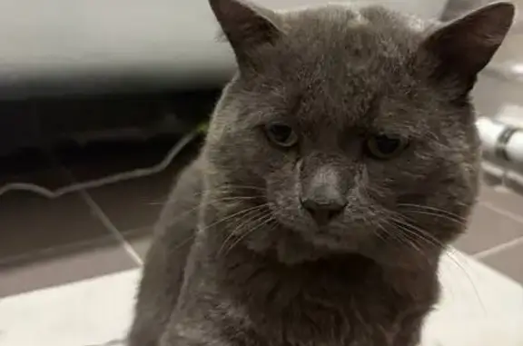 Найдена кошка, Екатеринбург, фото: Кошка найдена: 65А-4101000, Екатеринбург