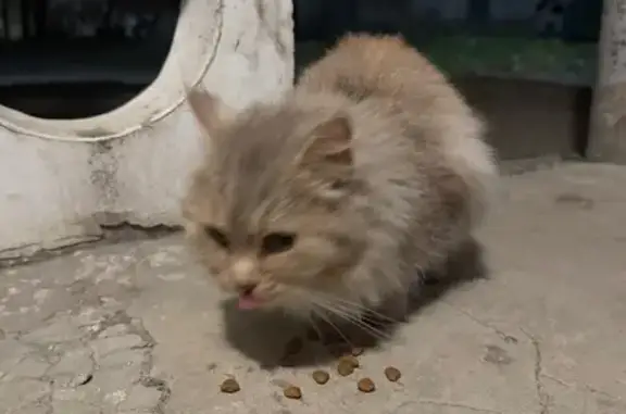 Найдена кошка, Екатеринбург, фото: Найдена кошка, бульвар Культуры, 20