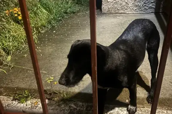 Найдена собака, Орловская область, фото: Собака найдена на ул. Выставочная, Орёл