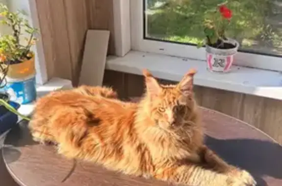 Кошки потеряшки, Псков, фото: Потеряшка кошка на Железнодорожной, Псков