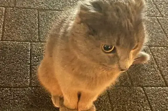 Найдена кошка, Кострома, фото: Кошка найдена: Советская 58, Кострома