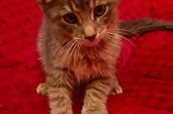 Найдена кошка, Псков, фото: Найдена кошка на Кузнецкой 33, Псков