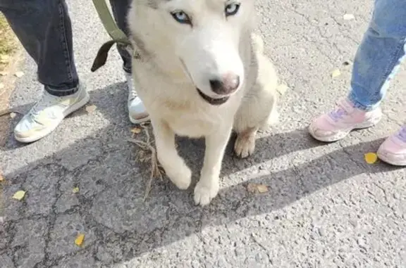 Собака найдена на пр. Клыкова, Курск