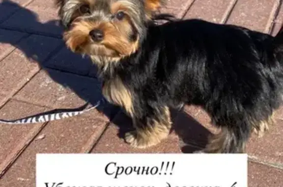 Пропала собака, ул. Р. Люксембург, Саранск