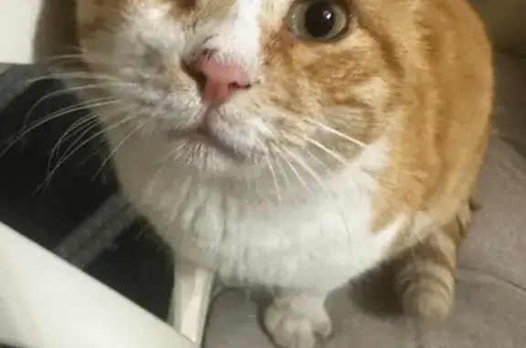 Пропала кошка, ул. Яременко, 47А, Симферополь