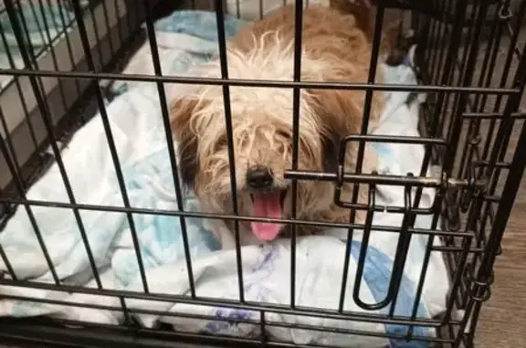 Собака найдена: Атарбекова, 86, Ростов-на-Дону