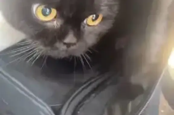 Найдена кошка, Владикавказ, фото: Крупная черная кошка найдена, Владикавказ 20