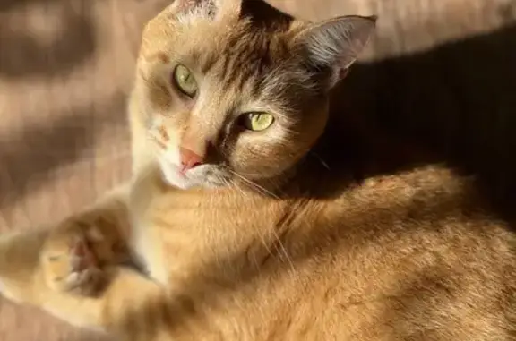 Пропала кошка на ул. Калинина, Татищево