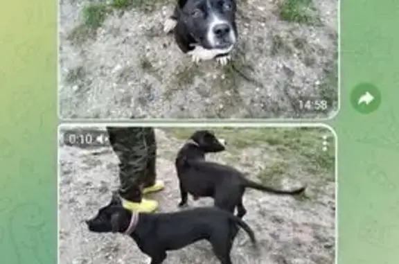 Пропали стаффы, ул. Джакобия, 32, Новороссийск